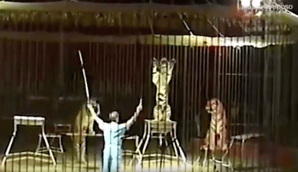 Circus trainer mauled to death by four tigers